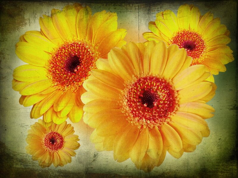 Yellow Gerbera Daisies — Calm, Photograph, Flowers, Background