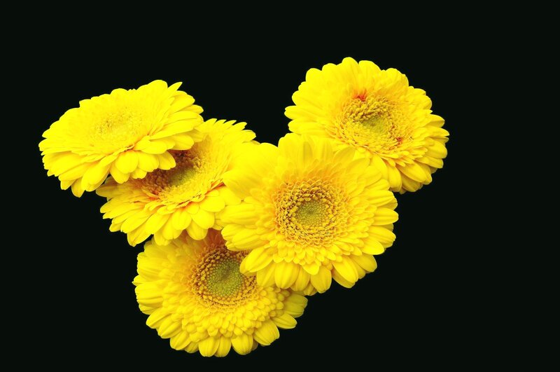 Yellow Gerbera Daisies — Calm, Photograph, Flowers, Black Background