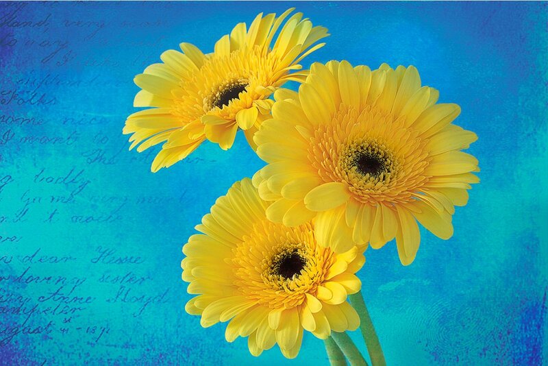 Yellow Gerbera Daisies — Calm, Photograph, Flowers, Blue Background