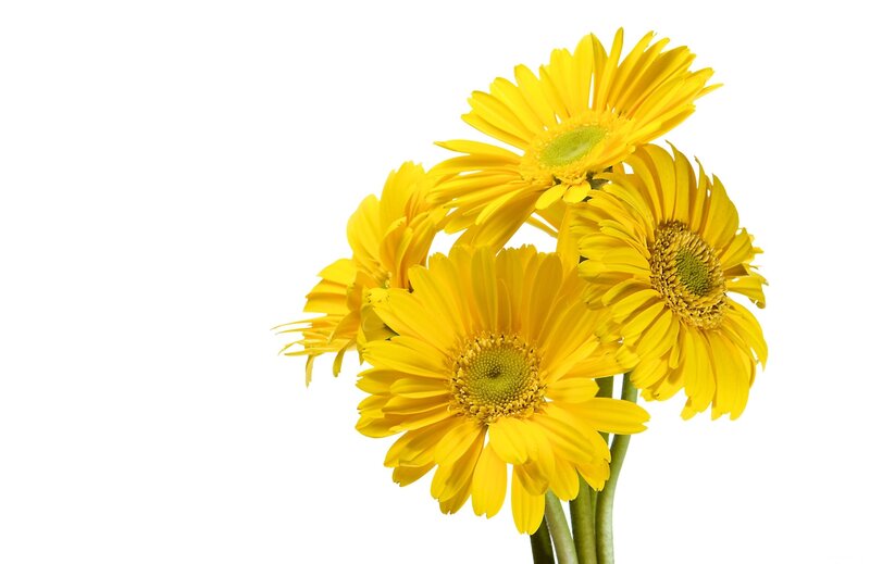 Yellow Gerbera Daisies — Calm, Photograph, Flowers
