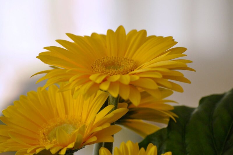 Yellow Gerbera Daisies — Calm, Photograph