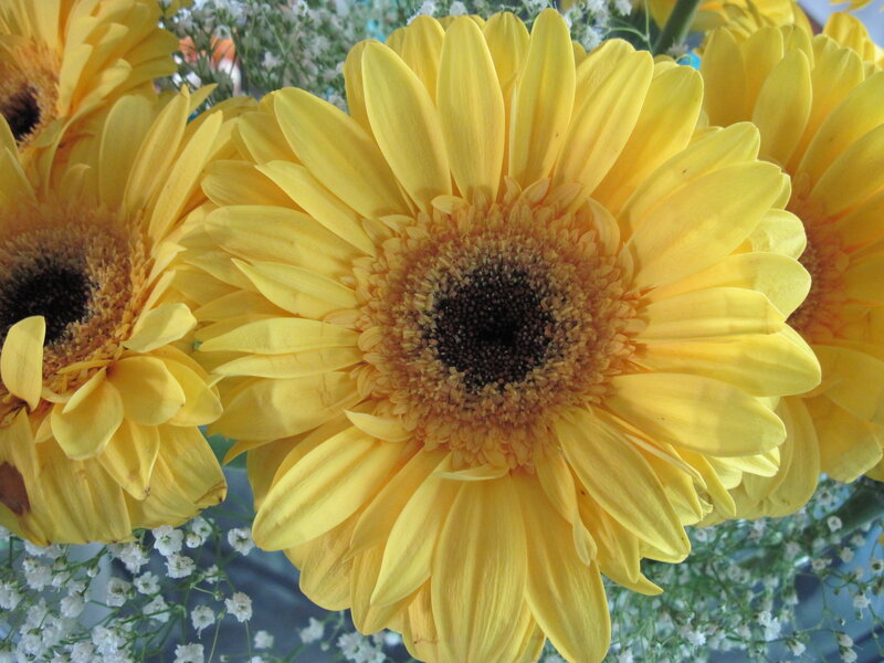 Yellow Gerbera Daisies — Calm, Photograph, White Baby's Breath