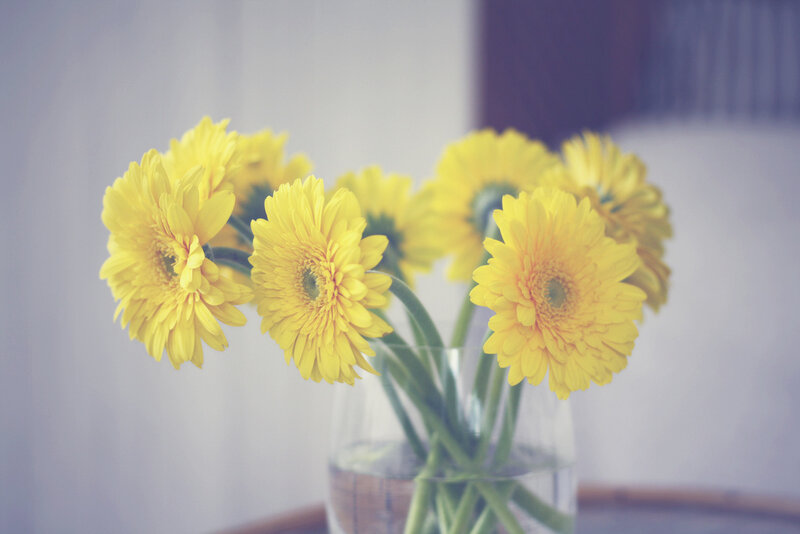 Yellow Gerbera Daisies — Calm