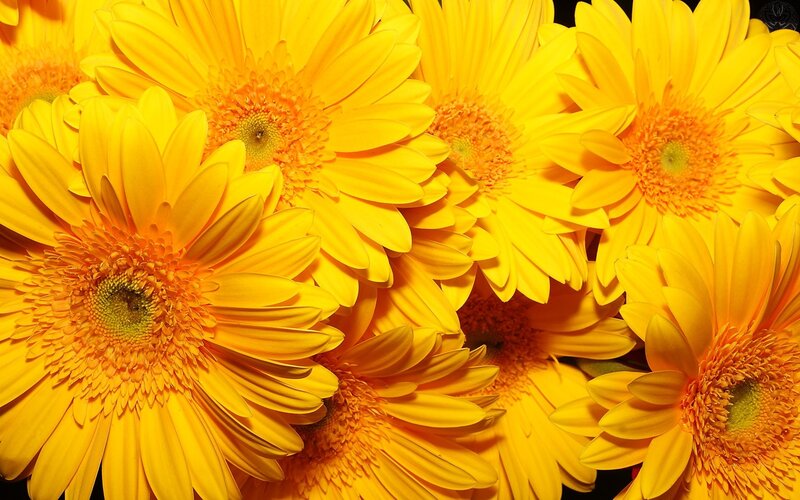 Yellow gerbera daisies close-up
