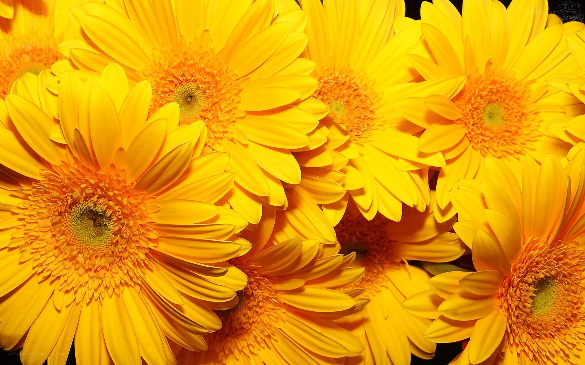Yellow gerbera daisies close-up