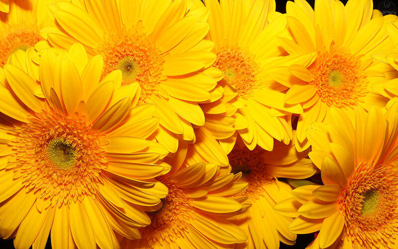 Yellow gerbera daisies close-up