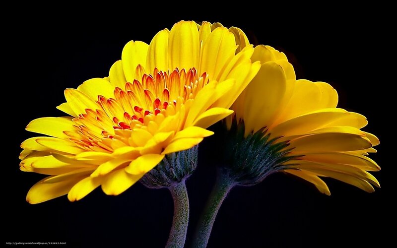 Yellow Gerbera Daisies — Dramatic, Photograph