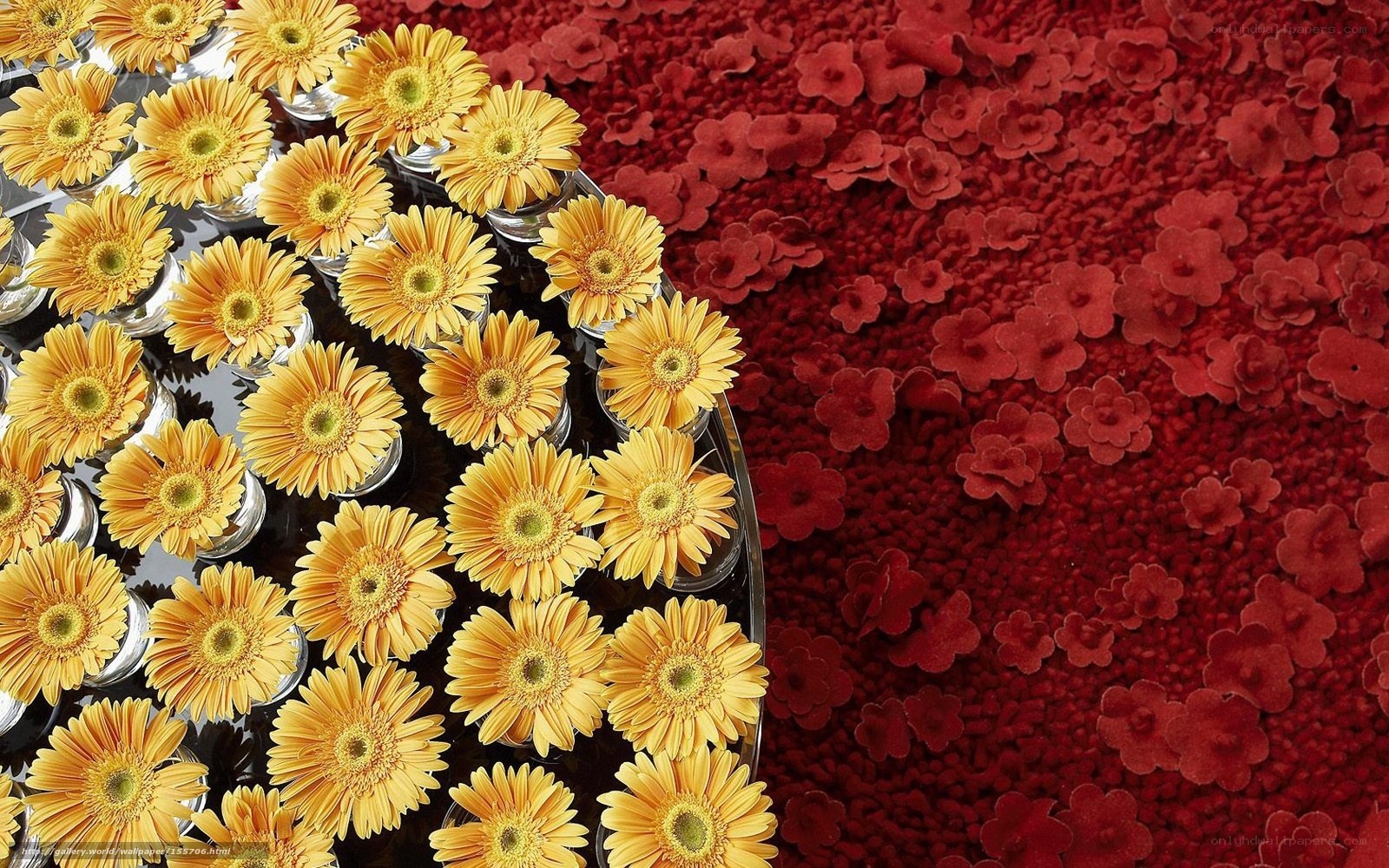Yellow Gerbera Daisies on Red Background