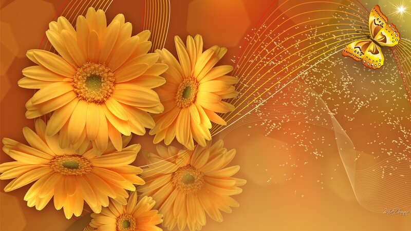 Yellow Gerbera Daisies — Orange, Warm