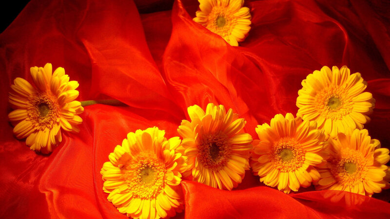 Yellow Gerbera Daisies — Red