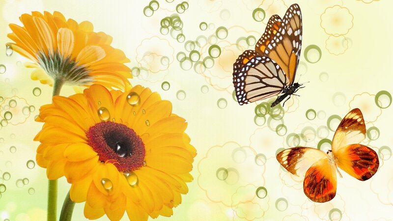 Yellow Gerbera Daisies — Serene