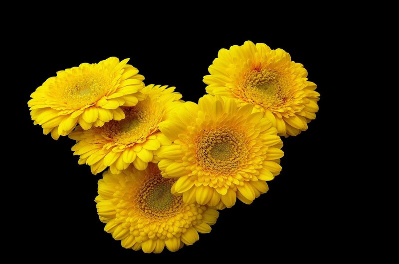 Yellow gerbera daisies