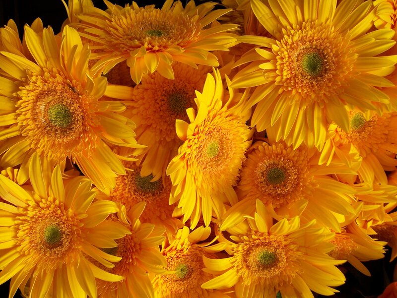 Yellow Gerbera Daisies — Vibrant, Photograph, Flowers