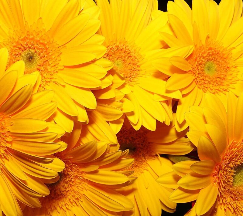 Yellow Gerbera Daisies — Vibrant, Photograph