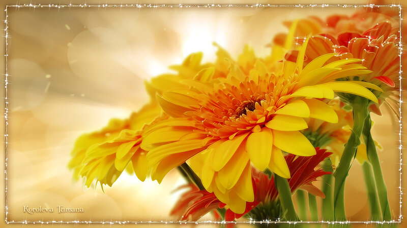 Yellow Gerbera Daisies — Warm