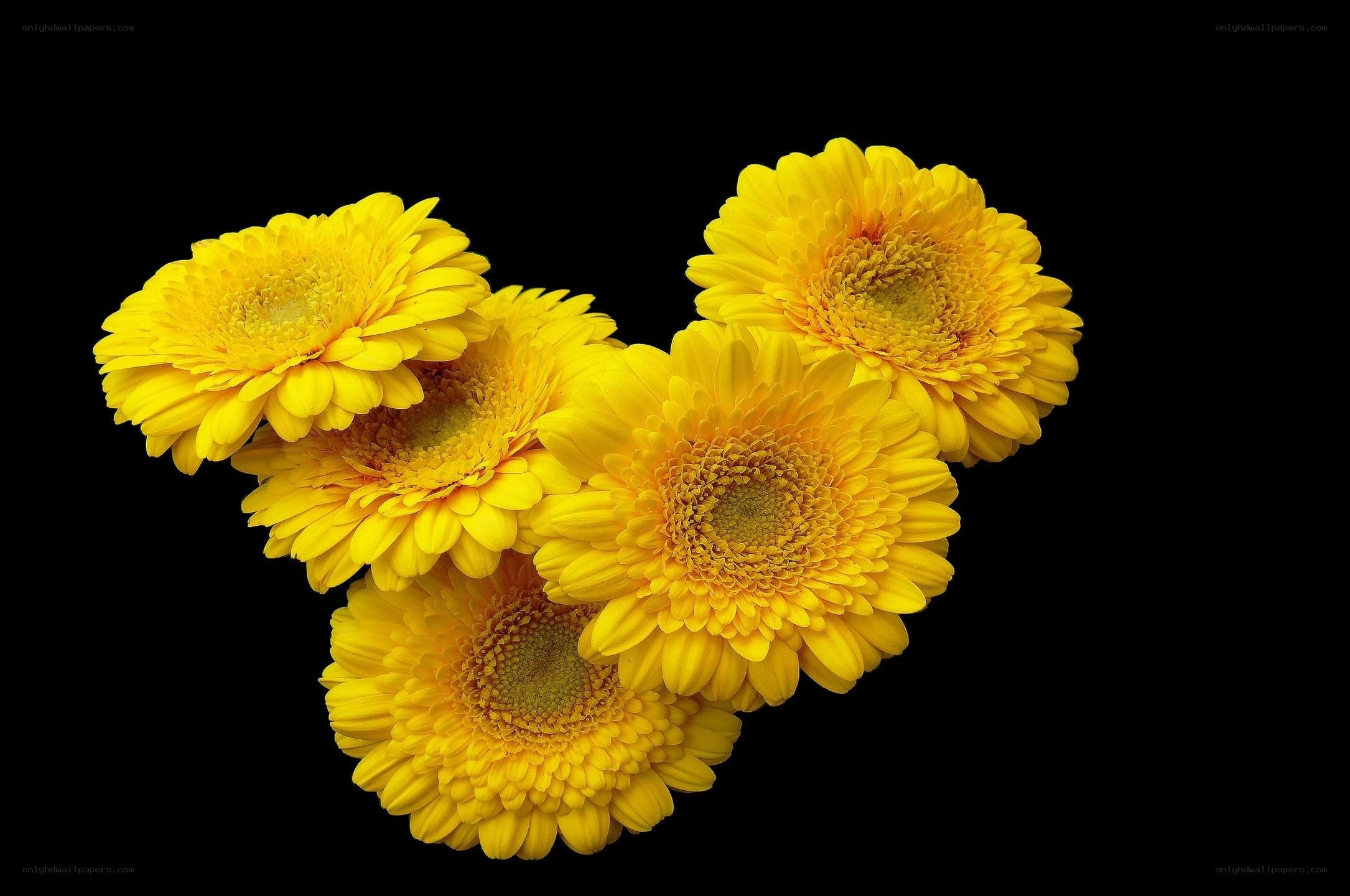 Yellow gerbera daisies