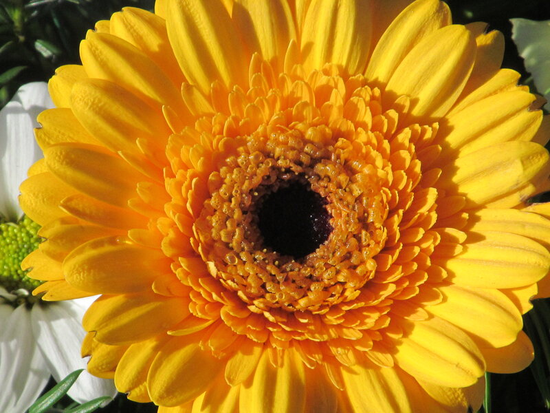 Yellow Gerbera Daisy — Bright, Afternoon