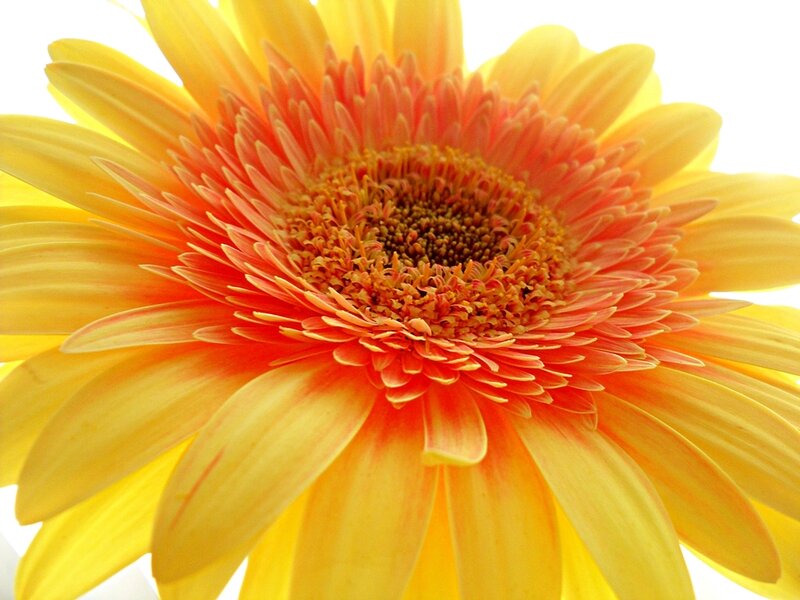 Yellow Gerbera Daisy — Bright, Photograph