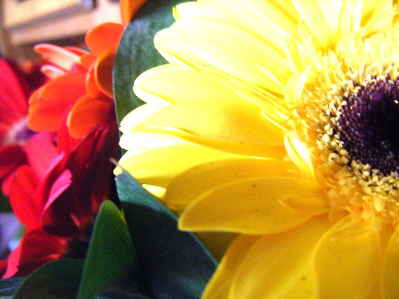 Yellow Gerbera Daisy — Bright