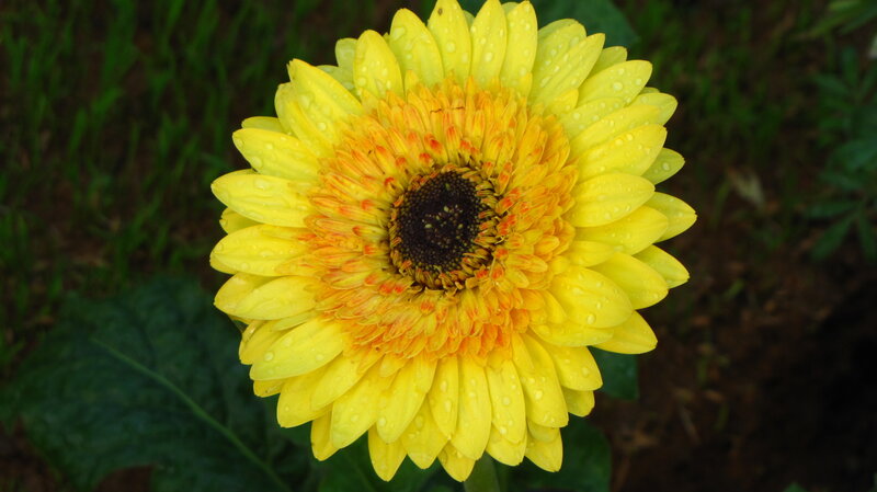 Yellow Gerbera Daisy — Calm, Afternoon, Photograph