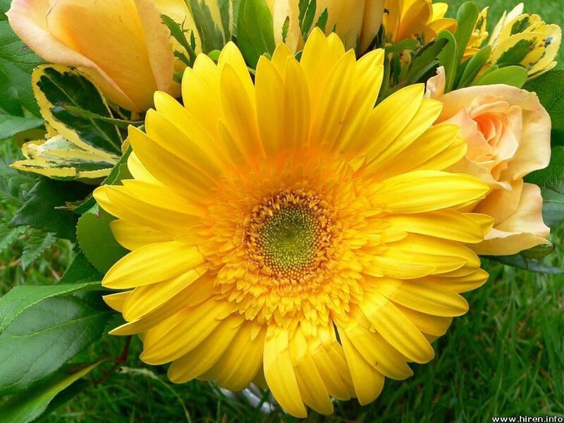 Yellow Gerbera Daisy — Calm, Afternoon
