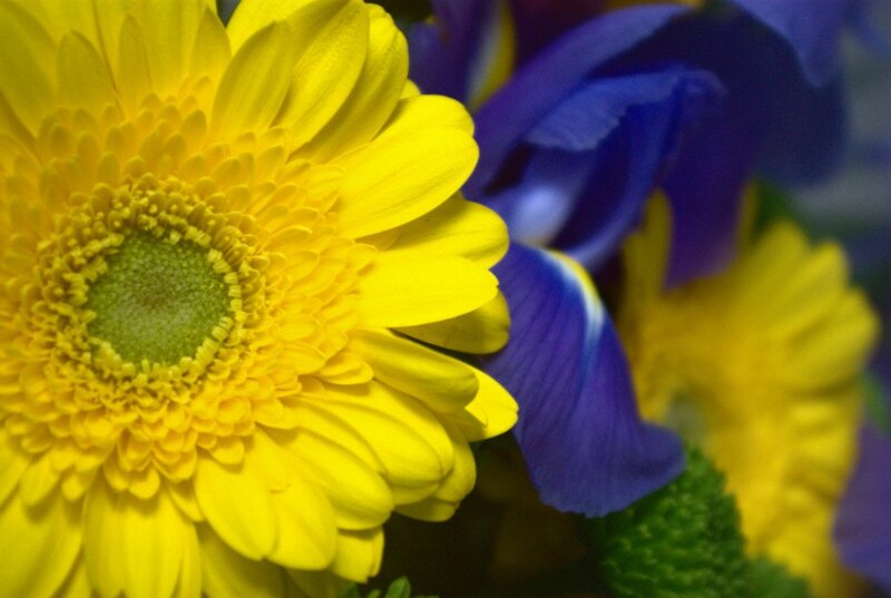 Yellow Gerbera Daisy — Calm, Photograph, Blue Iris