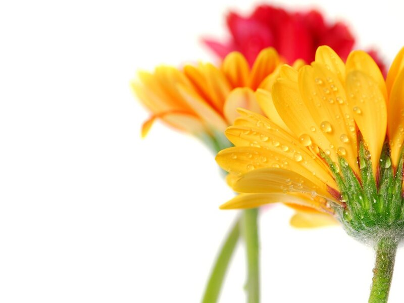 Yellow Gerbera Daisy — Calm, Photograph, Flower, Petal