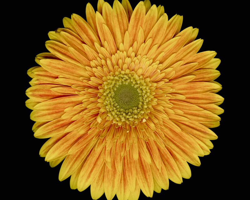 Yellow Gerbera Daisy — Calm, Photograph, Flower, Petals
