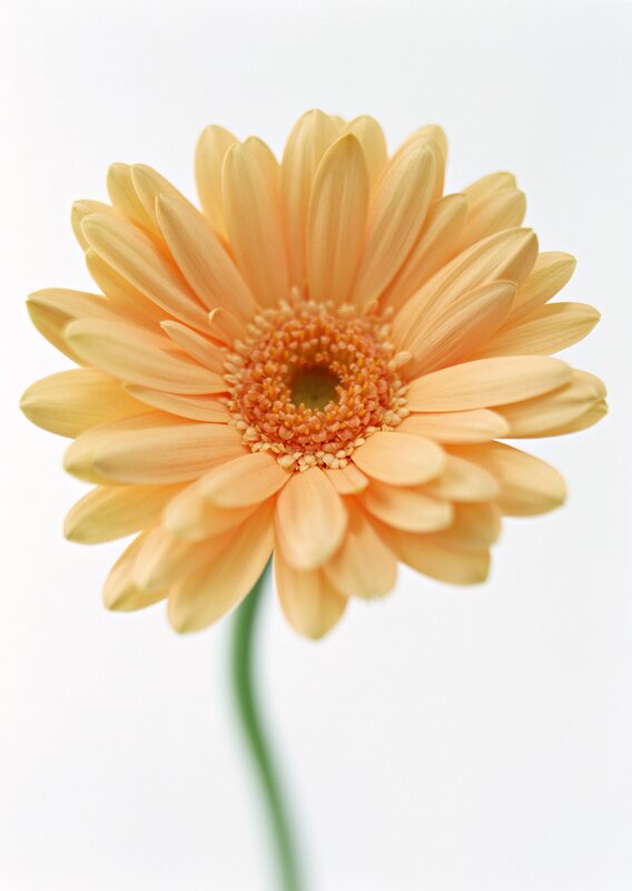Yellow Gerbera Daisy — Calm, Photograph, Flower, Stem