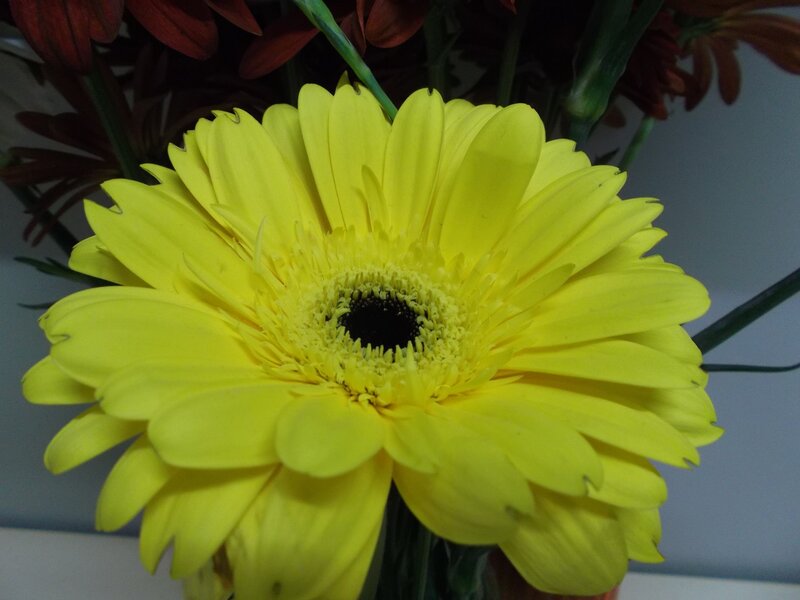 Yellow Gerbera Daisy — Calm, Photograph, Flower