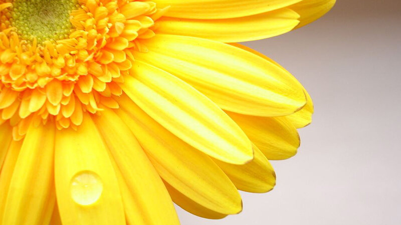 Yellow Gerbera Daisy — Calm, Photograph, Petal