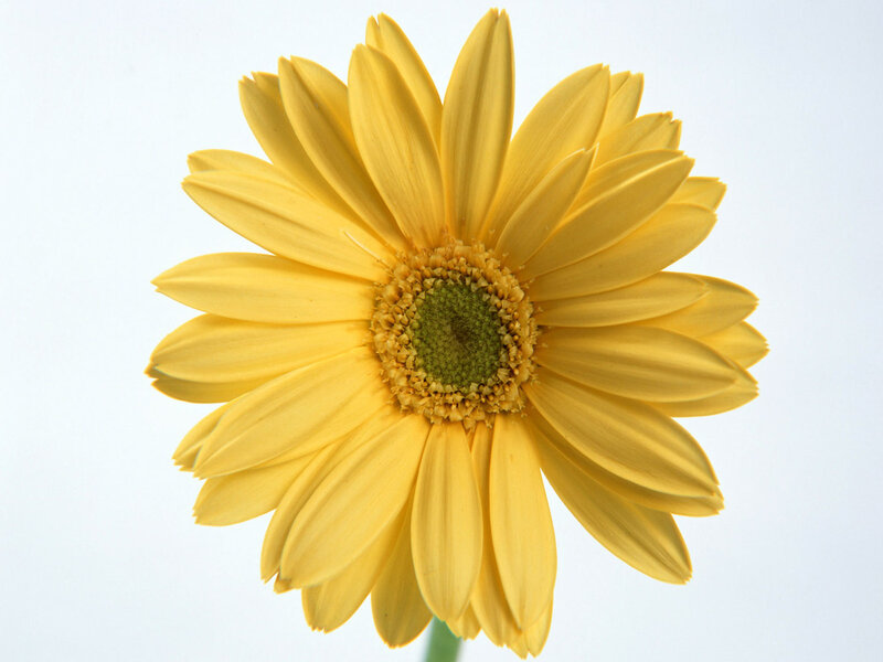 Yellow Gerbera Daisy — Calm, Photograph
