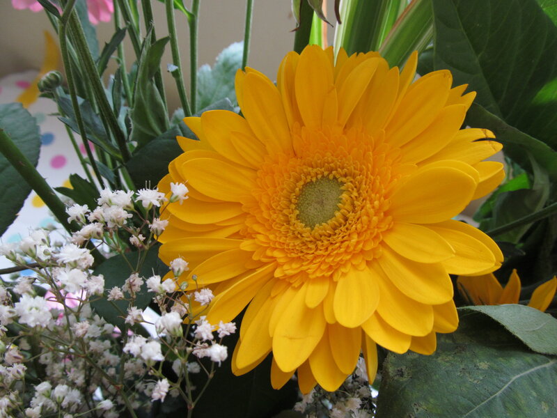 Yellow Gerbera Daisy — Calm, Photograph, White Baby's Breath