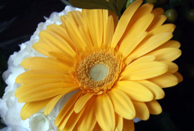 Yellow Gerbera Daisy — Calm, Photograph, White Flower, Green Leaves