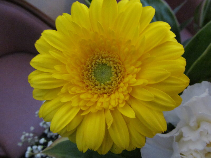 Yellow Gerbera Daisy — Calm, Photograph, White Flower