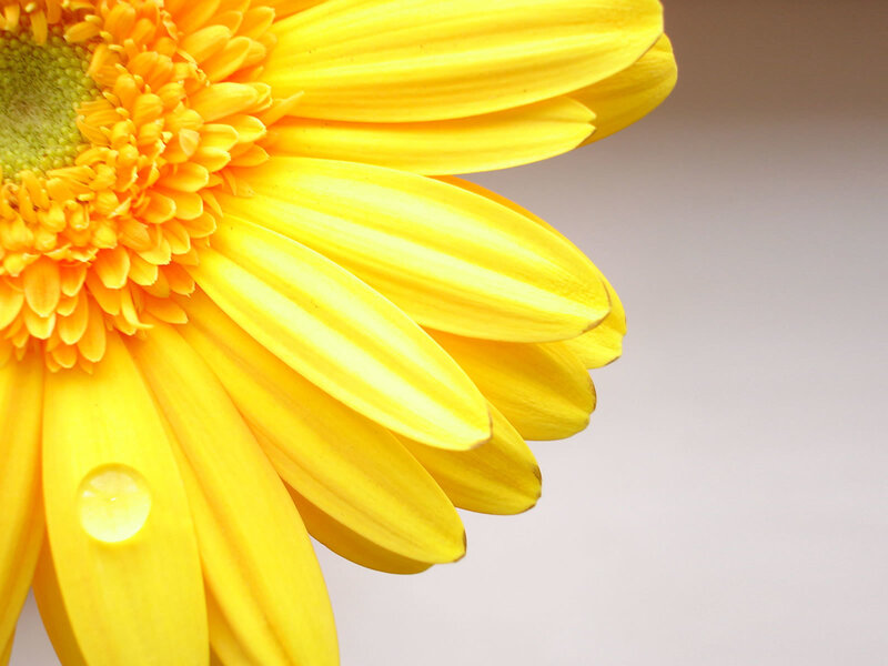 Yellow Gerbera Daisy — Calm