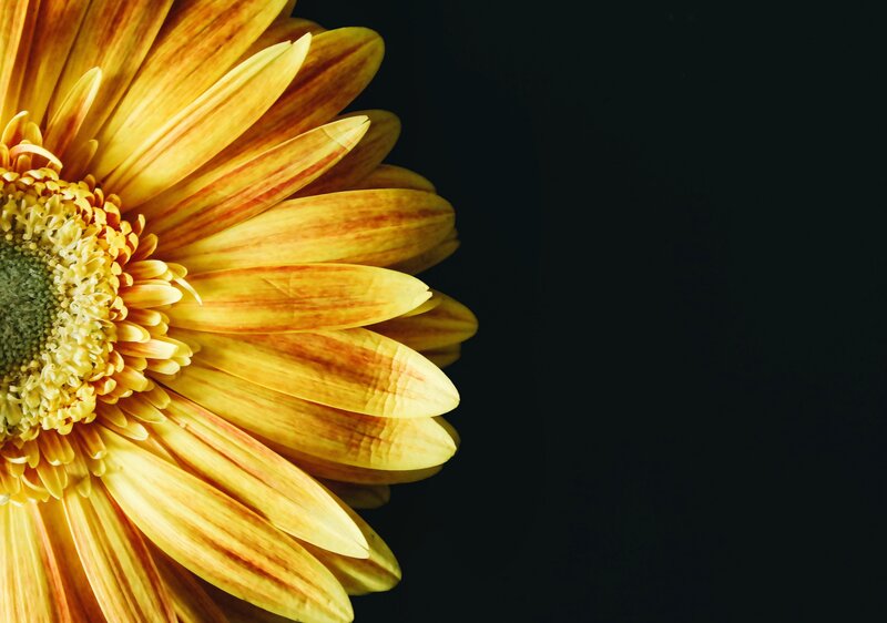 Yellow Gerbera Daisy — Dramatic, Photograph, Flower, Petals