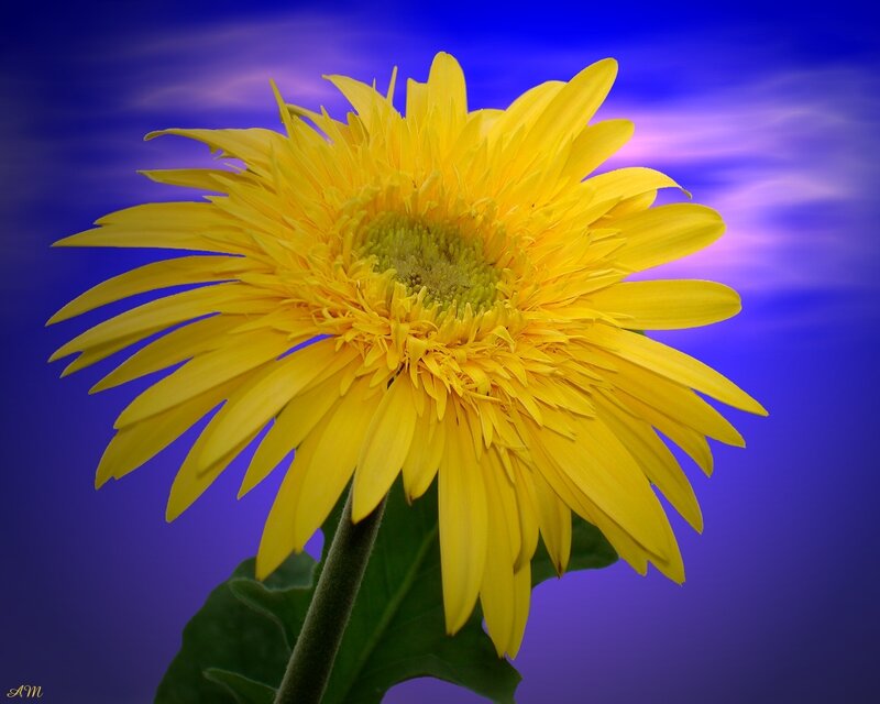 Yellow Gerbera Daisy — Dramatic, Photograph, Flower, Stem, Leaf