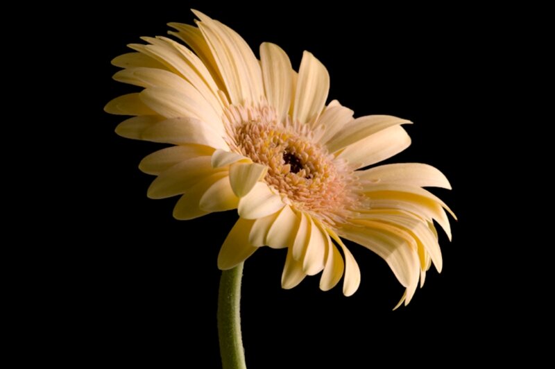 Yellow Gerbera Daisy — Dramatic, Photograph, Flower, Stem
