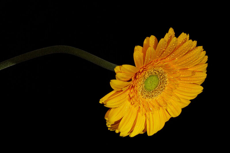 Yellow Gerbera Daisy — Dramatic, Photograph, Flower