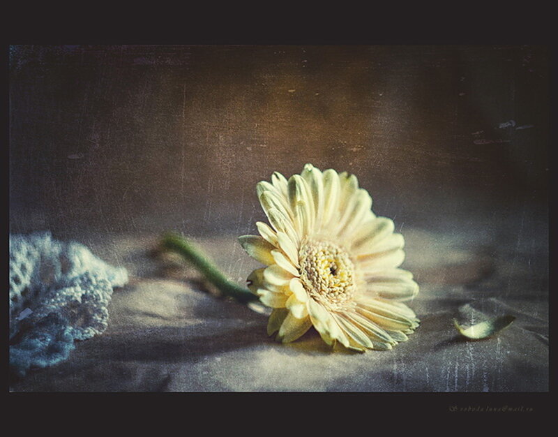 Yellow Gerbera Daisy — Dramatic, Photograph, Lace