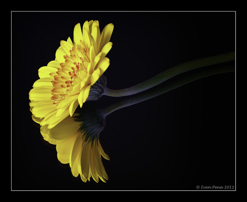Yellow Gerbera Daisy — Dramatic, Photograph, Stem
