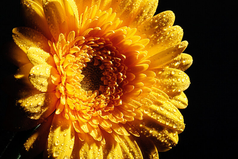 Yellow Gerbera Daisy — Dramatic, Photograph