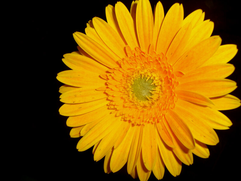 Yellow Gerbera Daisy — Dramatic