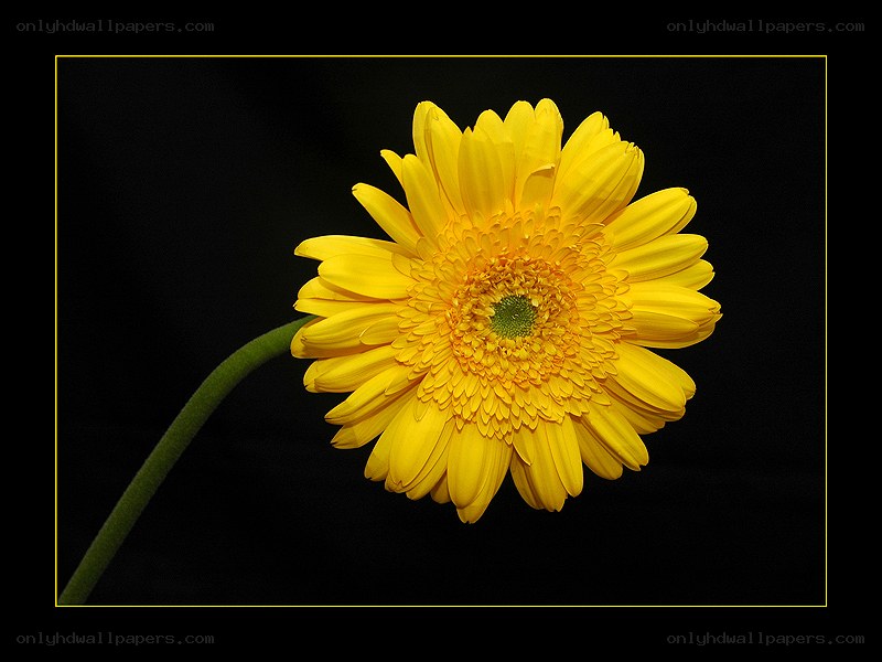 yellow gerbera daisy flower