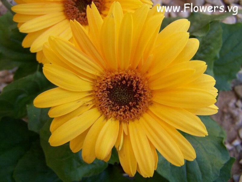Yellow Gerbera Daisy — Natural, Afternoon