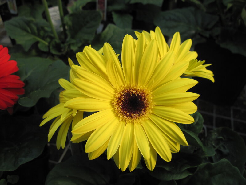 Yellow Gerbera Daisy — Natural, Photograph, Red Flower