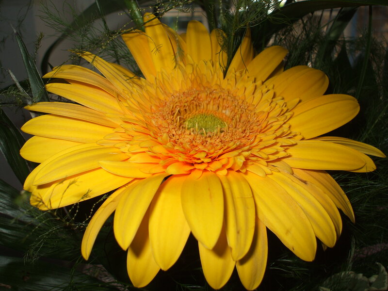 Yellow Gerbera Daisy — Natural