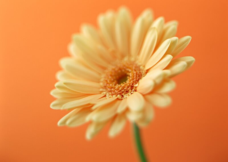 Yellow Gerbera Daisy — Orange, Calm