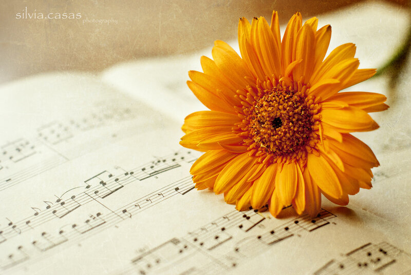 Yellow Gerbera Daisy — Orange